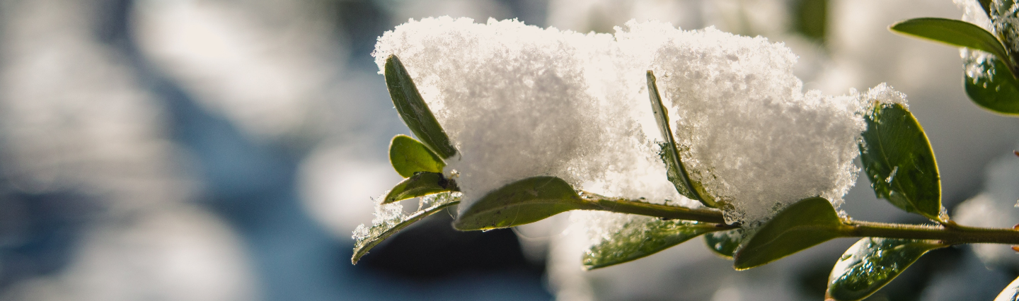 snow on landscaping