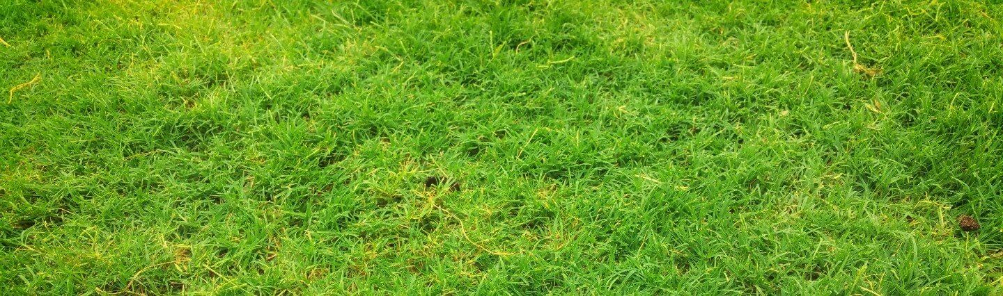 picture of lawn