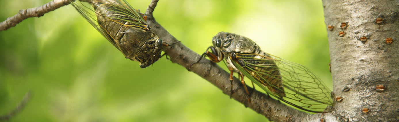 Cicadas on a limb