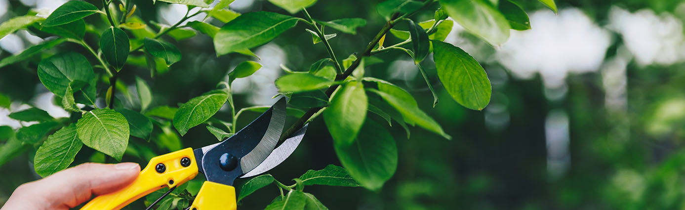 Homeowner pruning a tree