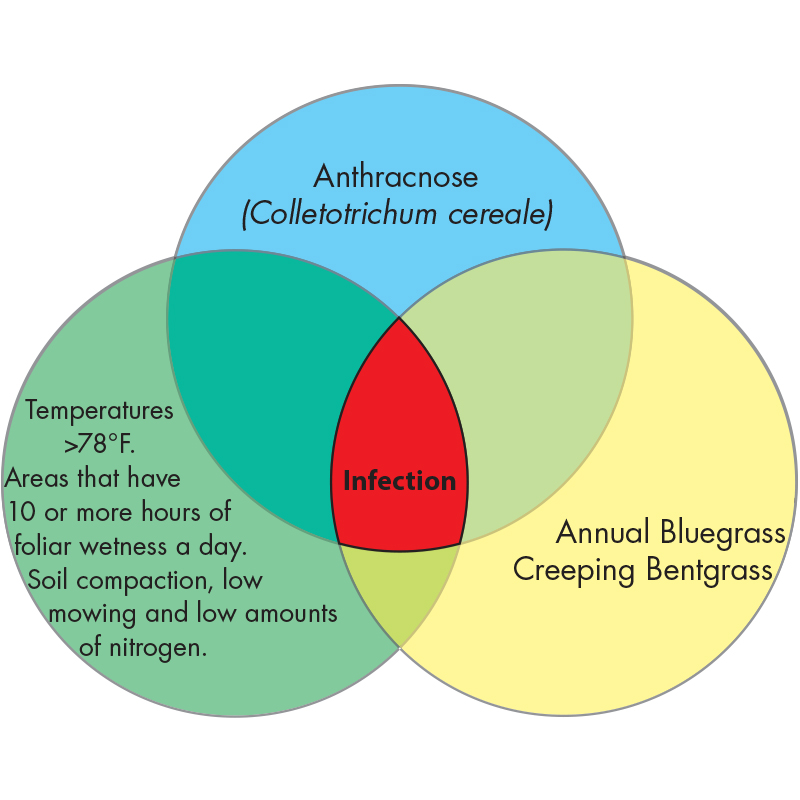 Diagram Image