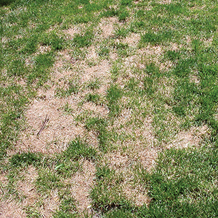 /sites/default/files/images/paragraph/lawn-maintenance-carousel/Ascochyta_Quick-View_315x315.jpg