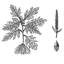 Common Ragweed Illustration