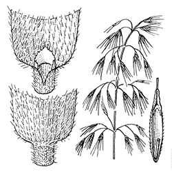 Downy Brome Illustration