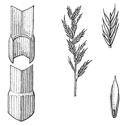 Fine Fescue Illustration