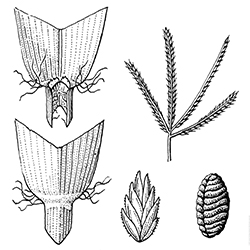 Goosegrass Illustration