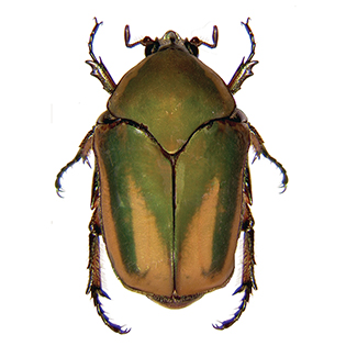 /sites/default/files/images/paragraph/lawn-maintenance-carousel/Green-June-Beetle_Quick-View_315x315.jpg