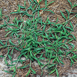 /sites/default/files/images/paragraph/lawn-maintenance-carousel/Hairy-Crabgrass_Quick-View_315x315.jpg