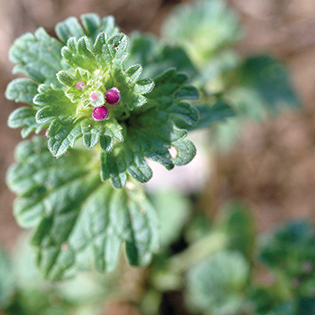 /sites/default/files/images/paragraph/lawn-maintenance-carousel/Henbit_Quick-View_315x315_3.jpg