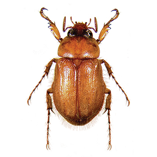 /sites/default/files/images/paragraph/lawn-maintenance-carousel/Masked-Chafer_Quick-View_315x315.jpg