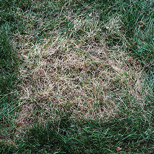 /sites/default/files/images/paragraph/lawn-maintenance-carousel/Powdery-Mildew_Quick-View_315x315.jpg