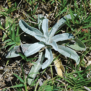 /sites/default/files/images/paragraph/lawn-maintenance-carousel/Purple-Cudweed_Quick-View_315x315.jpg