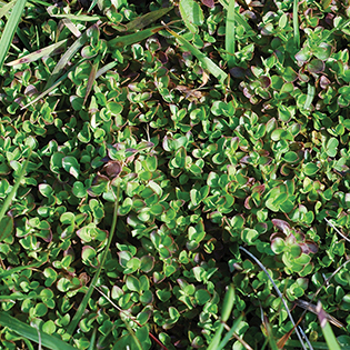 /sites/default/files/images/paragraph/lawn-maintenance-carousel/Purslane-Speedwell_Quick-View_315x315.jpg