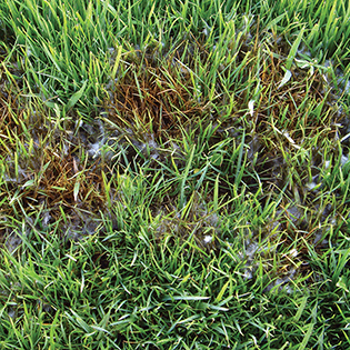 /sites/default/files/images/paragraph/lawn-maintenance-carousel/Pythium-Blight_Quick-View_315x315.jpg