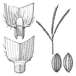 Smooth Crabgrass Illustration