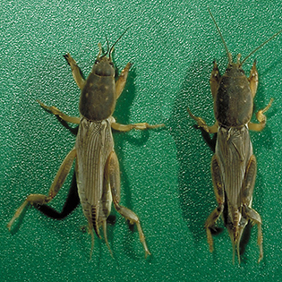 /sites/default/files/images/paragraph/lawn-maintenance-carousel/Southern-Mole-Cricket_Quick-View_315x315.jpg