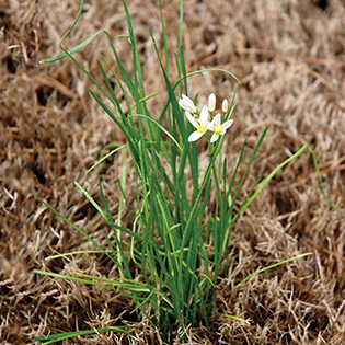 /sites/default/files/images/paragraph/lawn-maintenance-carousel/Star-of-Bethlehem_Quick-View_315x315.jpg