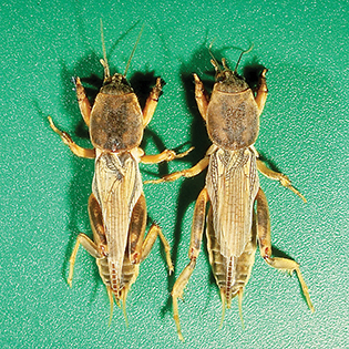 /sites/default/files/images/paragraph/lawn-maintenance-carousel/Tawny-Mole-Cricket_Quick-View_315x315.jpg