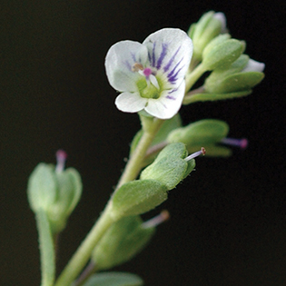 /sites/default/files/images/paragraph/lawn-maintenance-carousel/Thymeleaf-Speedwell_Quick-View_315x315.jpg