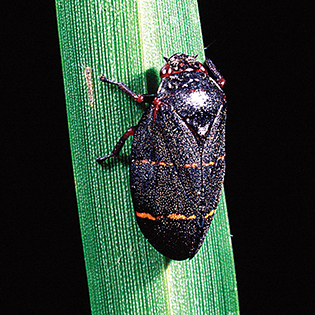 /sites/default/files/images/paragraph/lawn-maintenance-carousel/Two-Lined-Spittlebug_Quick-View_315x315.jpg