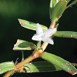 /sites/default/files/images/paragraph/lawn-maintenance-carousel/Virginia-Buttonweed_Quick-View_315x315.jpg