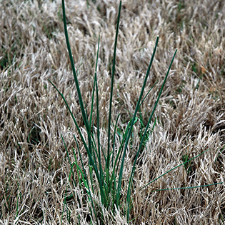 /sites/default/files/images/paragraph/lawn-maintenance-carousel/Wild-Garlic_Quick-View_315x315.jpg