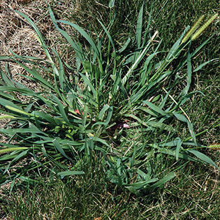 Yellow Foxtail