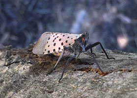 /sites/default/files/images/paragraph/lawn-maintenance-carousel/spotted%20lanternfly.jpg